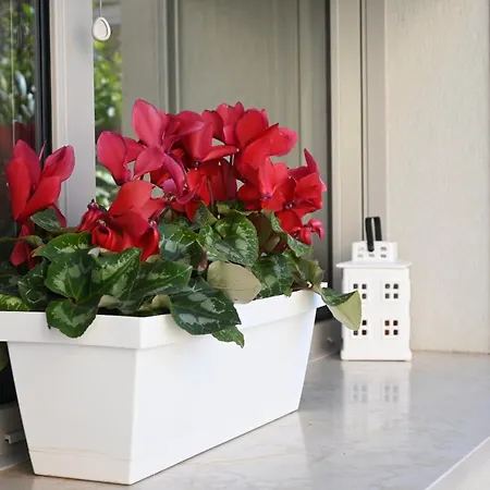 Cn005 - Cesenatico, Nuova Singola Con Corte Esterna