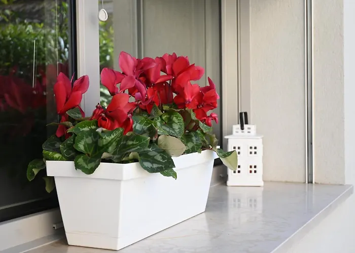 Cn005 - Cesenatico, Nuova Singola Con Corte Esterna